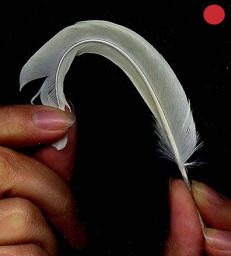 http://www.birdsgate.de/federgalerie/tutorium/images_small/m_federn_biegen1.jpg