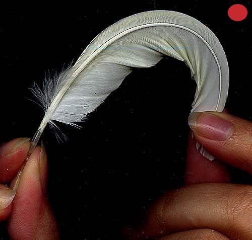 http://www.birdsgate.de/federgalerie/tutorium/images_small/m_federn_biegen2.jpg