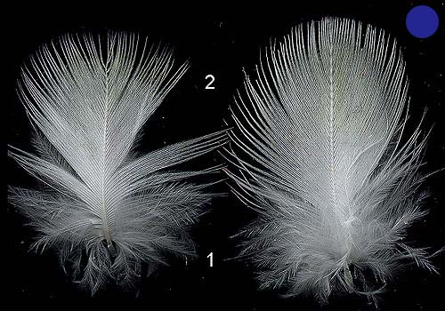 http://www.birdsgate.de/federgalerie/tutorium/images_small/m_federn_flaum01.jpg