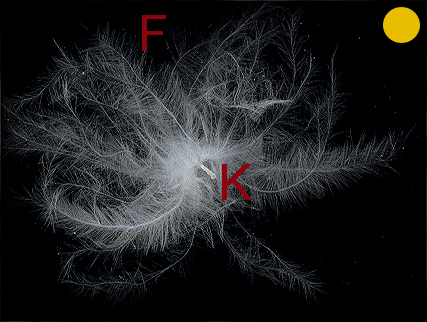 http://www.birdsgate.de/federgalerie/tutorium/images_small/m_federn_flaum03.jpg