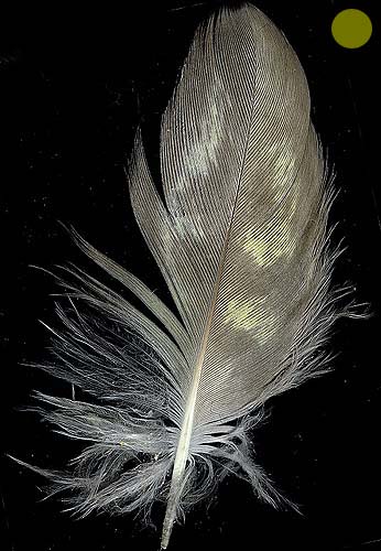 http://www.birdsgate.de/federgalerie/tutorium/images_small/m_federn_flaum04.jpg