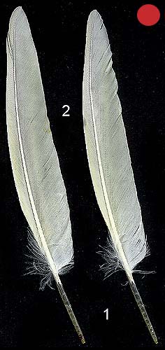 http://www.birdsgate.de/federgalerie/tutorium/images_small/m_federn_sfedern01.jpg