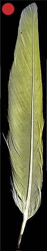http://www.birdsgate.de/federgalerie/tutorium/images_small/m_federn_sfedern02.jpg