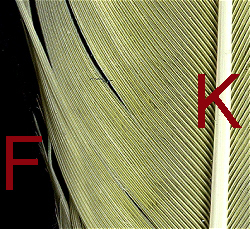 http://www.birdsgate.de/federgalerie/tutorium/images_small/m_federn_zoomfahne01.jpg